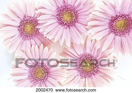 Close-Up Of Pink Daisies Set Together On White Background Studio Shot View Large Photo Image Stock Image - Close-Up Of Pink Daisies Set Together On White Background Studio Shot. Fotosearch