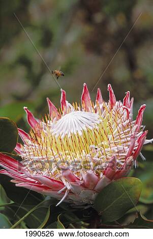 Stock Photograph - Close-Up Of Pink King Protea With White Center, Completely Open, Bee Flying Above It. Fotosearch