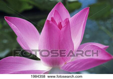 Stock Photo - Close-Up Of Pink Lotus Waterlily Bud.. Fotosearch