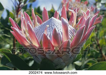 Picture - Close-Up Of Pink Opened, King Protea Flowers, Pale Center, Green Leaves. Fotosearch