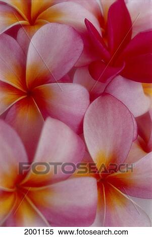 Close-Up Of Pink Plumeria Flower Yellow Orange Center One Dark Pink Blossom View Large Photo Image Stock Photography - Close-Up Of Pink Plumeria Flower Yellow Orange Center One Dark Pink Blossom. Fotosearch