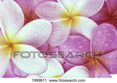 Close-Up Of Pink Plumeria Flowers With Yellow Centers, Water Droplets C1673 View Large Photo Image Stock Image - Close-Up Of Pink Plumeria Flowers With Yellow Centers, Water Droplets C1673. Fotosearch