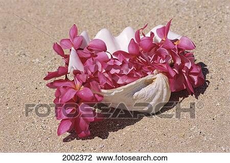 Close-Up Of Pink Plumeria Lei Laying In Shell, On Beach View Large Photo Image Stock Image - Close-Up Of Pink Plumeria Lei Laying In Shell, On Beach. Fotosearch