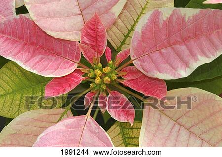 Close-Up Of Pink Poinsettia View Large Photo Image Picture - Close-Up Of Pink Poinsettia. Fotosearch