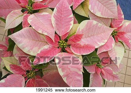 Stock Photography - Close-Up Of Pink Poinsettia. Fotosearch