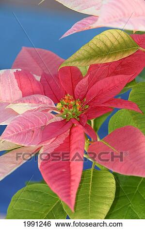 Stock Photograph - Close-Up Of Pink Poinsettia With Blue Background. Fotosearch