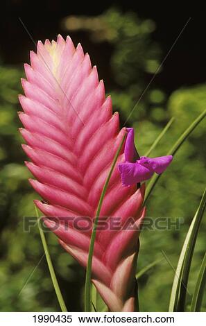 Close-Up Of Pink Tillandsia And Bromeliad Growing In Field View Large Photo Image Stock Photography - Close-Up Of Pink Tillandsia And Bromeliad Growing In Field. Fotosearch