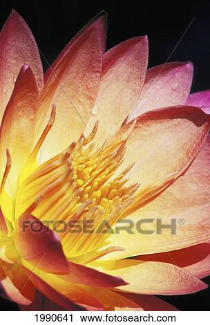 Close-Up Of Pink Water Lily, Center, Dark Background View Large Photo Image Stock Image - Close-Up Of Pink Water Lily, Center, Dark Background. Fotosearch