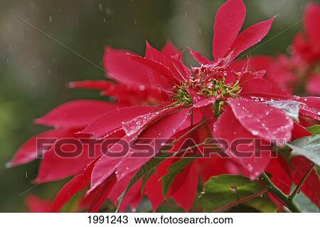 Close-Up Of Poinsettia Covered In Dew In The Rain View Large Photo Image Stock Image - Close-Up Of Poinsettia Covered In Dew In The Rain. Fotosearch
