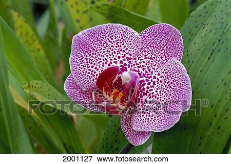 Close-Up Of Purple And White Large Orchid On Plant View Large Photo Image Stock Photo - Close-Up Of Purple And White Large Orchid On Plant. Fotosearch