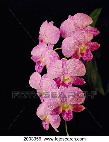 Stock Photograph - Close-Up Of Purple And White Vanda Orchids With Water Drops On Plant, Dark Background. Fotosearch