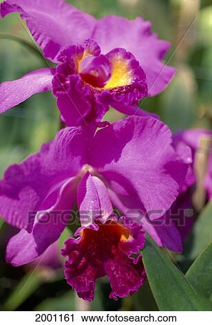 Close-Up Of Purple Cattleya Orchids View Large Photo Image Stock Image - Close-Up Of Purple Cattleya Orchids. Fotosearch