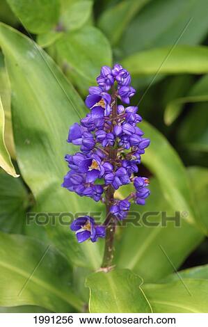 Stock Photograph - Close-Up Of Purple Cluster Of Flowers. Fotosearch