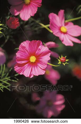 Stock Photograph - Close-Up Of Purple Comos With Yellow Center, On Plant. Fotosearch