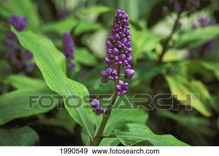 Stock Photo - Close-Up Of Purple Ginger Flowers Growing Wild. Fotosearch