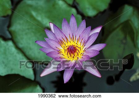 Stock Image - Close-Up Of Purple Lily In Pond. Fotosearch