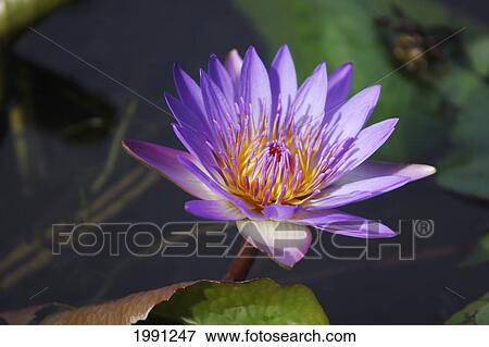 Close-Up Of Purple Lily View Large Photo Image Stock Photo - Close-Up Of Purple Lily. Fotosearch