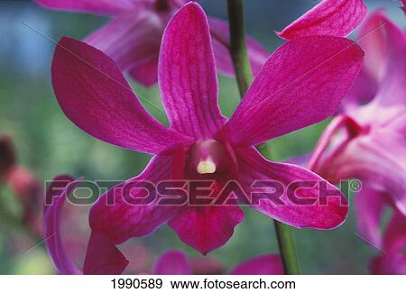 Stock Photo - Close-Up Of Purple Orchids Growing In Field, Green Stem. Fotosearch
