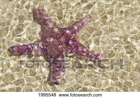 Stock Photo - Close-Up Of Purple Starfish Seen Through Crystal Clear Rippling Water. Fotosearch
