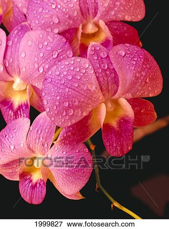 Close-Up Of Purple Vanda Orchid Flowers On Plant, Dew Water Droplets, Studio C1664 View Large Photo Image Stock Photo - Close-Up Of Purple Vanda Orchid Flowers On Plant, Dew Water Droplets, Studio C1664. Fotosearch