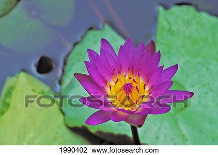 Close-Up Of Purple Water Lily, Single Flower View Large Photo Image Stock Image - Close-Up Of Purple Water Lily, Single Flower. Fotosearch