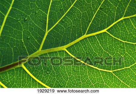 Stock Photo - Close-Up Of Raindrops On The Large Leaf Of A Puka Tree; Matapouri, Northland, New Zealand. Fotosearch