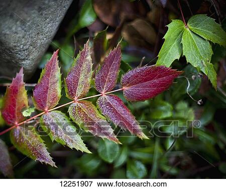 Stock Photo - Close up of red and green foliage; Mayne Island, British Columbia, Canada. Fotosearch