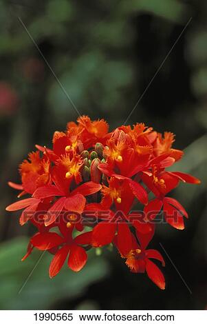 Close-Up Of Red And Orange Hybrid Epicatt Orchids On Plant, Soft Focus Background View Large Photo Image Stock Photography - Close-Up Of Red And Orange Hybrid Epicatt Orchids On Plant, Soft Focus Background. Fotosearch