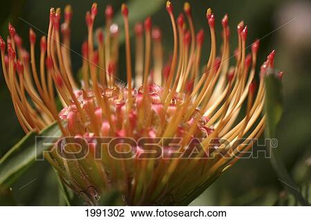 Close-Up Of Red And Orange Tropical Flower View Large Photo Image Stock Image - Close-Up Of Red And Orange Tropical Flower. Fotosearch