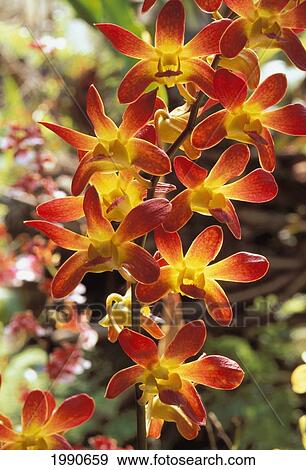 Stock Photo - Close-Up Of Red And Yellow Dendrobium Orchids On Plant, Outdoors With Soft Focus Background. Fotosearch
