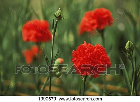 Stock Photo - Close-Up Of Red Carnations Growing In A Field, Blurry Background. Fotosearch