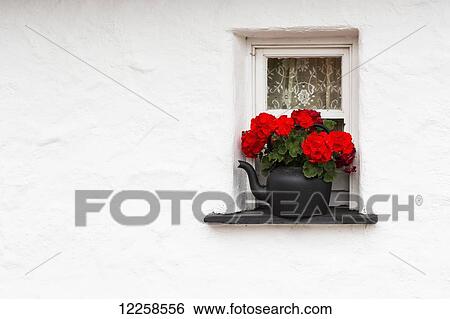 Stock Photograph - Close up of red flowers in black kettle on a small window ledge of white washed wall; Bunratty, County Clare, Ireland. Fotosearch
