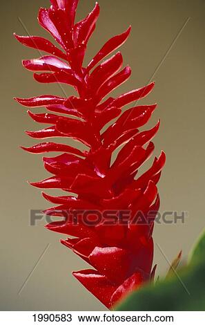 Stock Image - Close-Up Of Red Ginger With Water Droplets On Petals, Yellow Background. Fotosearch