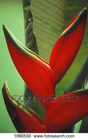 Close-Up Of Red Heliconia With Green Tips, Green Background View Large Photo Image Stock Image - Close-Up Of Red Heliconia With Green Tips, Green Background. Fotosearch
