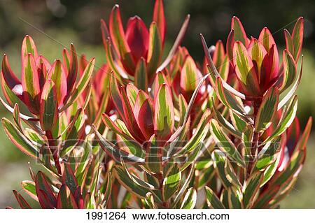 Close-Up Of Red Leaves View Large Photo Image Picture - Close-Up Of Red Leaves. Fotosearch