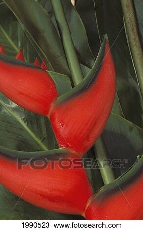 Stock Image - Close-Up Of Red Lobster Claw Heloconia, Green Leaves In Background. Fotosearch