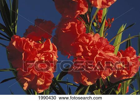 Stock Image - Close-Up Of Red Oleander Flowers Growing On Stalk. Fotosearch