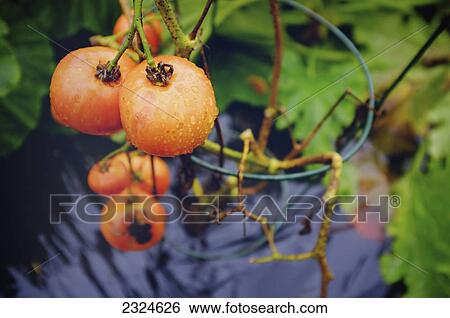 Stock Photograph - Close-Up Of Red Plum Tomatoes In A Wet Garden. Fotosearch