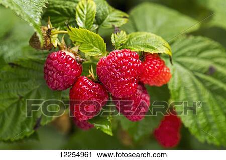 Stock Image - Close up of red ripe raspberries in the vine; Erickson, Manitoba, Canada. Fotosearch