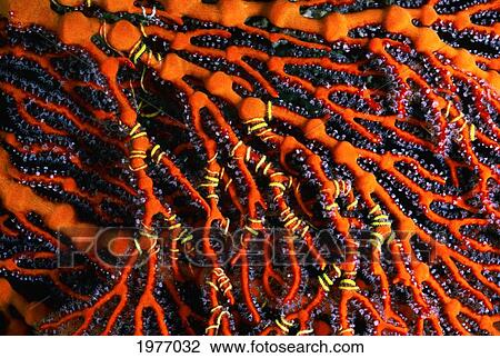 Stock Image - Close-Up of Red Seafan With Seastar Wrapped Around Branches; Fiji. Fotosearch