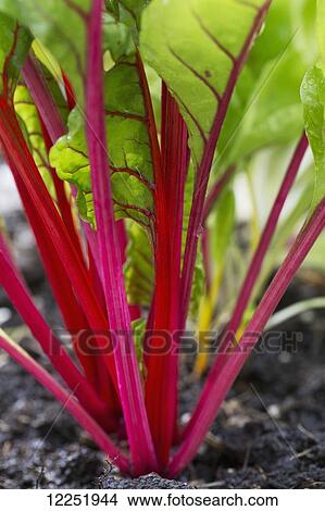 Picture - Close up of red stemmed Swiss Chard in soil; Calgary, Alberta, Canada. Fotosearch