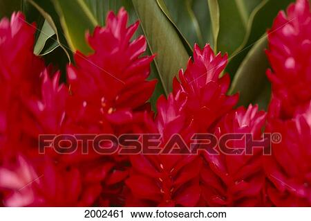 Close-Up Of Red Torch Ginger Flowers, Green Leaves Background View Large Photo Image Stock Image - Close-Up Of Red Torch Ginger Flowers, Green Leaves Background. Fotosearch