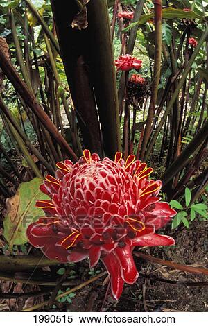Stock Photography - Close-Up Of Red Torch Ginger Growing Alongside The Road. Fotosearch