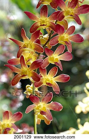 Stock Photo - Close-Up Of Red Yellow Dendrobium Orchids On Plant, Outdoors With Sunlight Shining Soft Focus In Background. Fotosearch