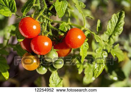 Stock Image - Close up of ripe and unripe small cherry tomatoes on the vine; Calgary, Alberta, Canada. Fotosearch
