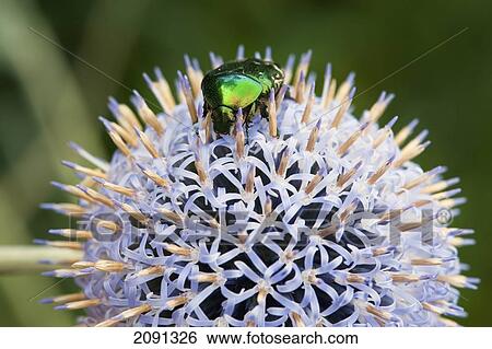 Stock Photograph - Close-Up Of Rose Chafer Beetle On Echinops, Lewes, East Sussex, Uk. Fotosearch