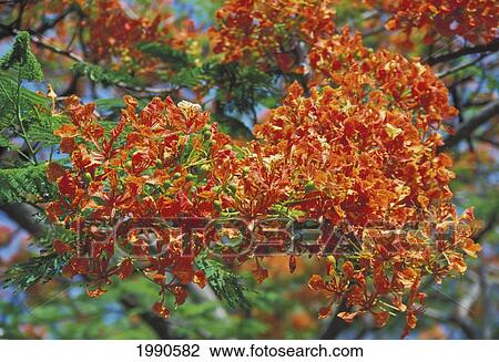 Close-Up Of Royal Poinciana (Delonix Regia) Orange Blossoms On Tree View Large Photo Image Stock Image - Close-Up Of Royal Poinciana (Delonix Regia) Orange Blossoms On Tree. Fotosearch