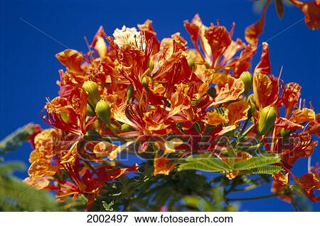 Stock Photo - Close-Up Of Royal Poinciana (Delonix Regia) Flowers On Tree, Blue Sky In Background. Fotosearch