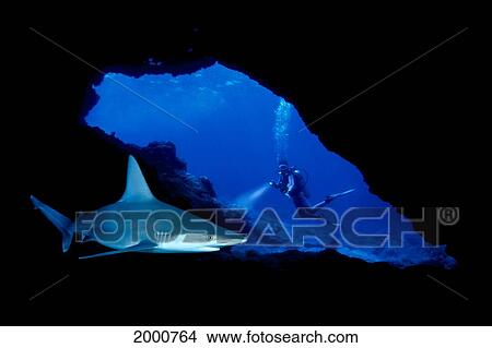 Picture - Close-Up Of Sandbar Shark In Cave, Diver At Entrance, Bubbles (Carcharhinus Plumbeus). Fotosearch