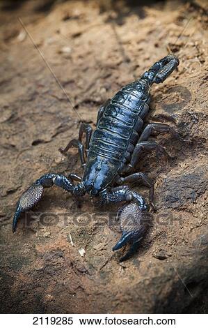 Close-up of scorpion; Kenya View Large Photo Image Stock Photography - Close-up of scorpion; Kenya. Fotosearch